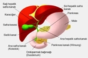 Safra Yolları Safra Kesesinin Başlıca Görevi