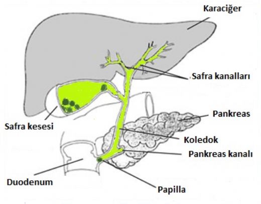 Safra Yollar Tkankl