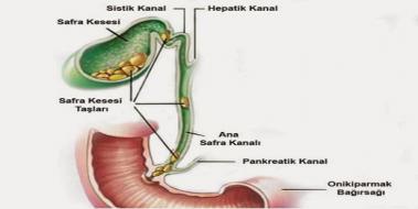 Pankreas Safra Kesesi