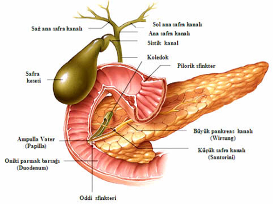 Safra Kesesi Anatomisi